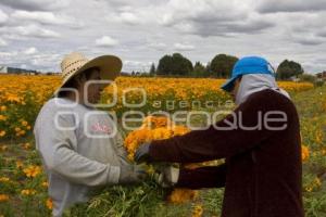 CORTE FLOR DE MUERTO