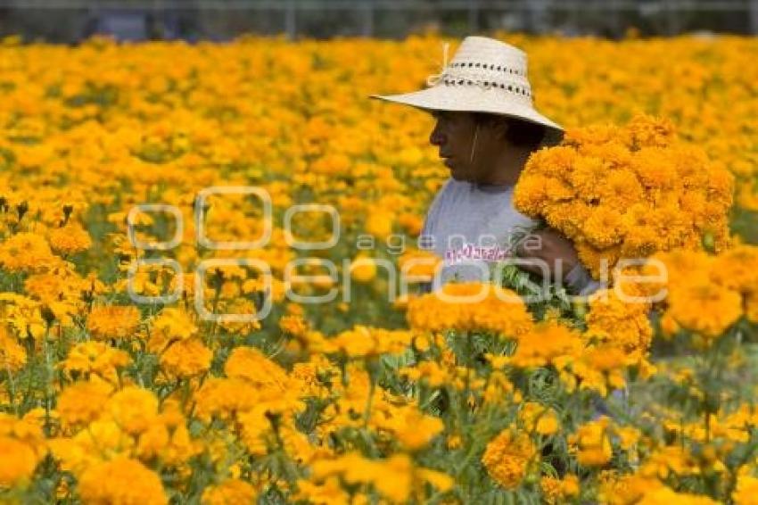 CORTE FLOR DE MUERTO