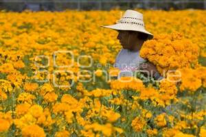 CORTE FLOR DE MUERTO