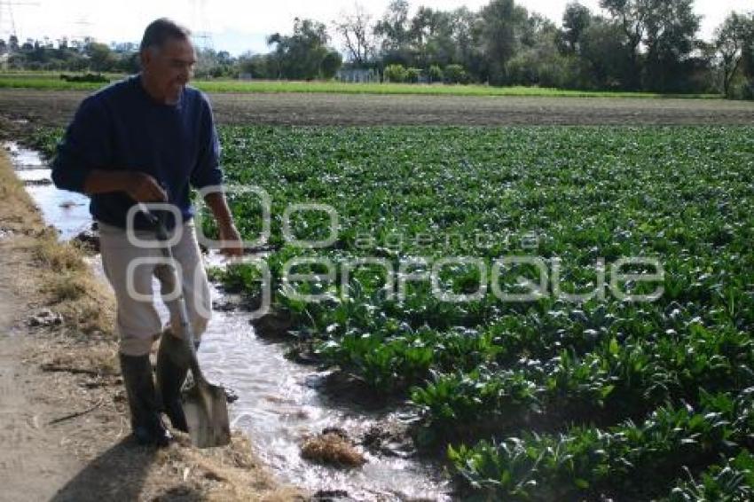 CAMPESINO EN TEXMELUCAN