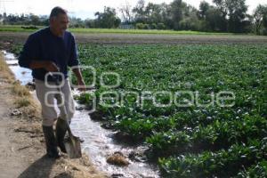 CAMPESINO EN TEXMELUCAN