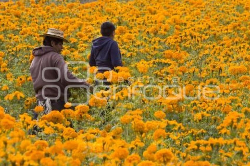 CORTE FLOR DE MUERTO