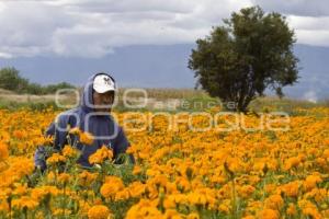 CORTE FLOR DE MUERTO