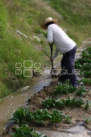 CAMPESINO EN TEXMELUCAN