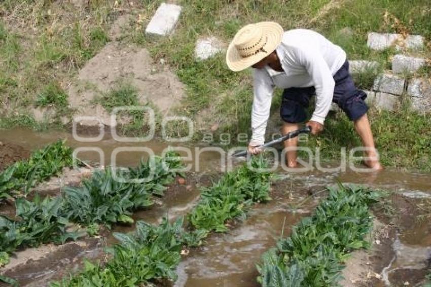 CAMPESINO EN TEXMELUCAN