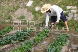 CAMPESINO EN TEXMELUCAN