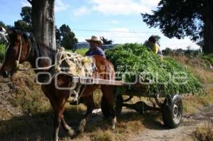 CAMPESINO EN TEXMELUCAN