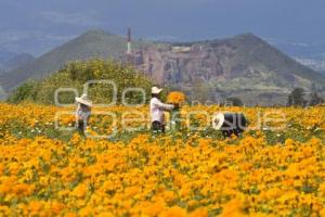 CORTE FLOR DE MUERTO