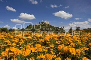 CORTE FLOR DE MUERTO