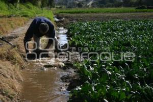 CAMPESINO EN TEXMELUCAN
