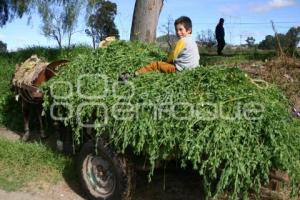 CAMPESINO EN TEXMELUCAN