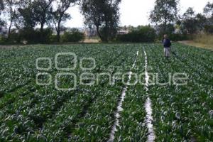 CAMPESINO EN TEXMELUCAN