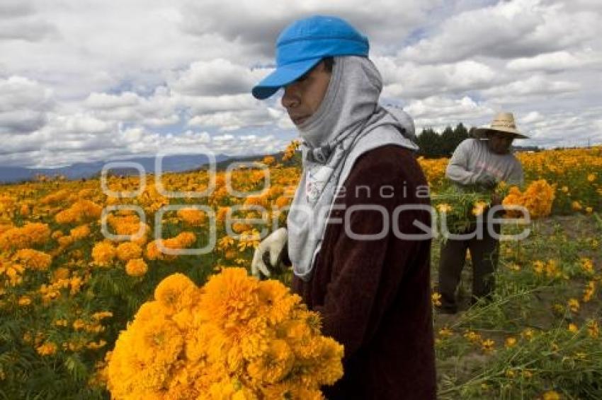 CORTE FLOR DE MUERTO