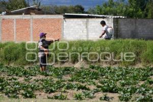 CAMPESINO EN TEXMELUCAN