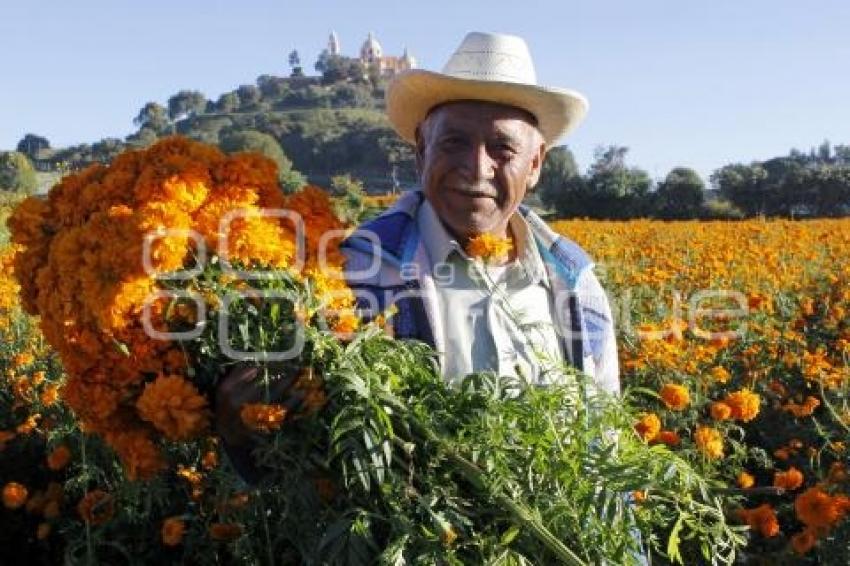 CORTE FLOR DE MUERTO