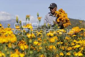 CORTE FLOR DE MUERTO