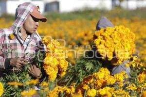 CORTE FLOR DE MUERTO