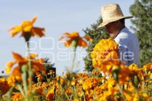 CORTE FLOR DE MUERTO