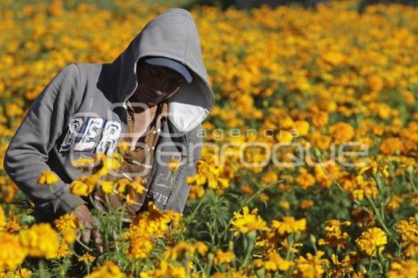 CORTE FLOR DE MUERTO