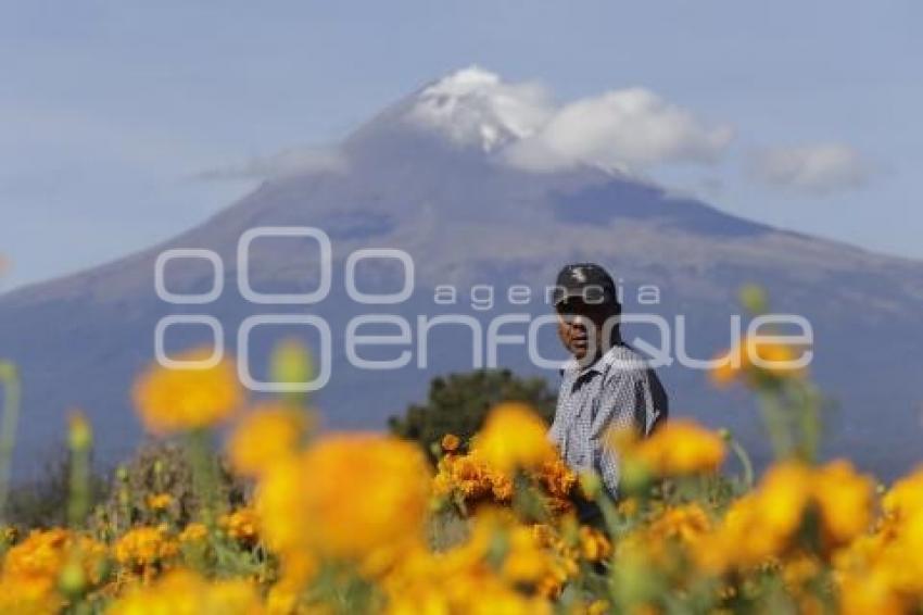 CORTE FLOR DE MUERTO