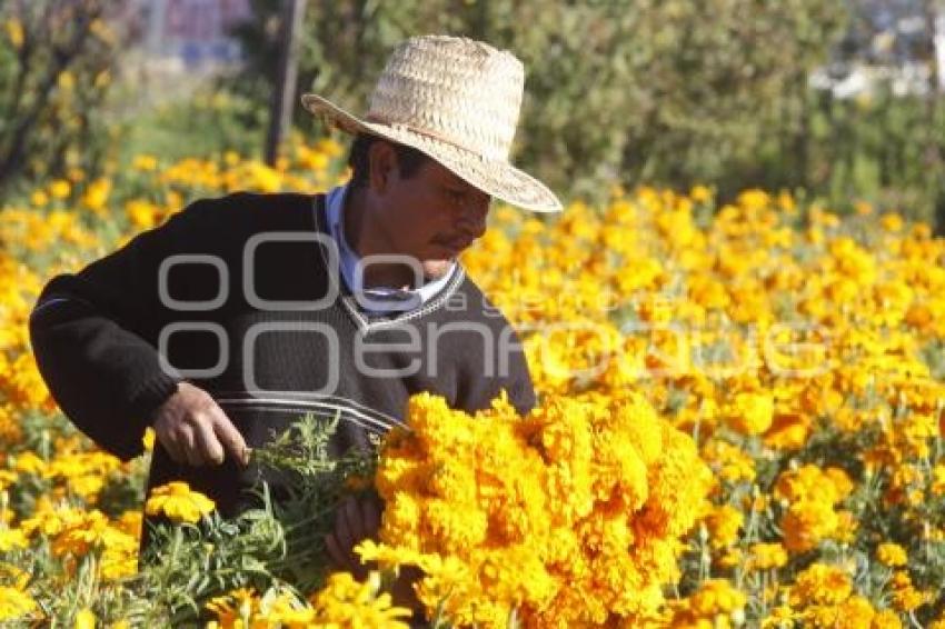 CORTE FLOR DE MUERTO