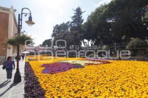 ALFOMBRA MONUMENTAL DE FLOR DE CEMPAXÚCHITL EN ATLIXCO