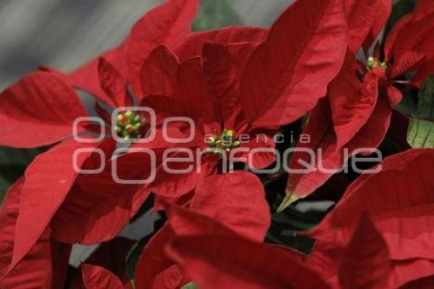 ANUNCIAN FERIA DE LA NOCHEBUENA EN ATLIXCO