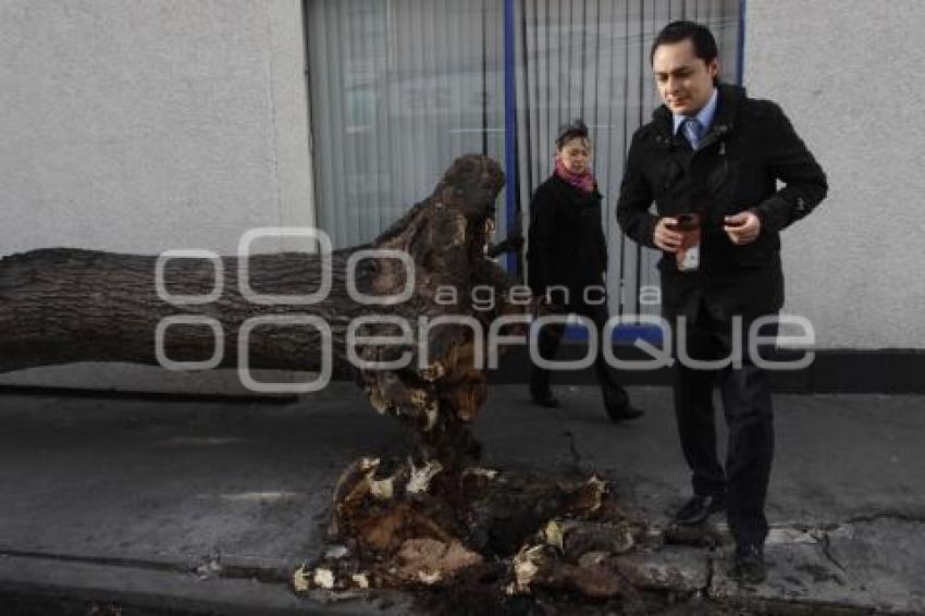 CAE ÁRBOL POR FUERTES VIENTOS