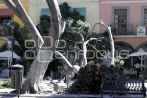 CAE ÁRBOL EN EL ZÓCALO