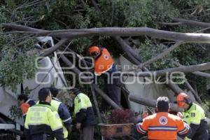 CAE ÁRBOL EN EL ZÓCALO