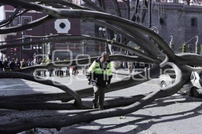 CAE ÁRBOL EN EL ZÓCALO