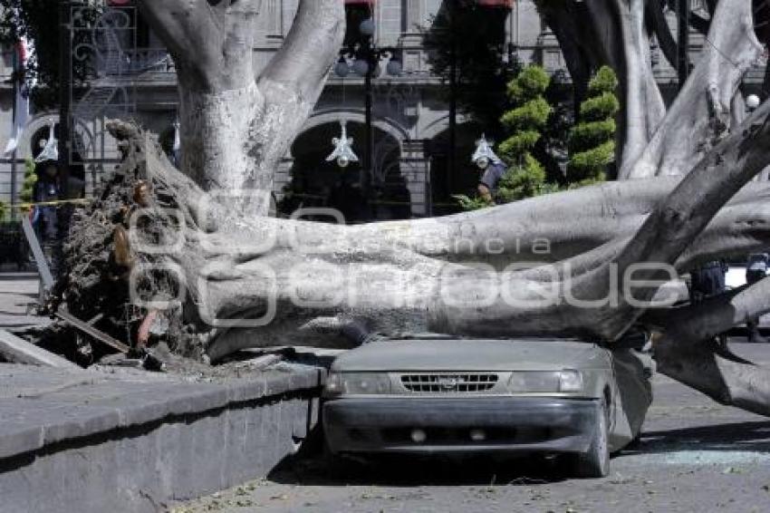 CAE ÁRBOL EN EL ZÓCALO