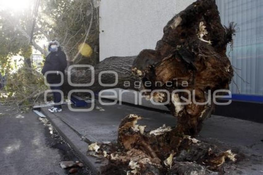 CAE ÁRBOL POR FUERTES VIENTOS