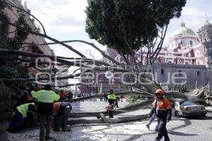 CAE ÁRBOL EN EL ZÓCALO