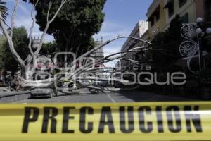 CAE ÁRBOL EN EL ZÓCALO