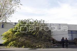 CAE ÁRBOL POR FUERTES VIENTOS