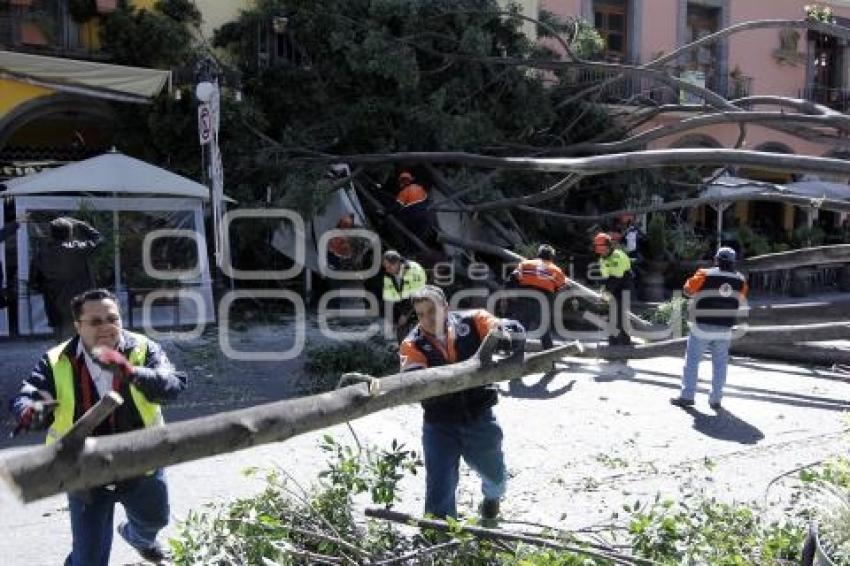 CAE ÁRBOL EN EL ZÓCALO