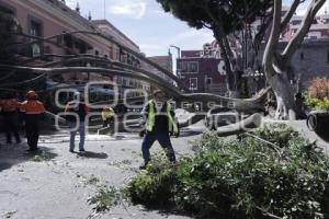 CAE ÁRBOL EN EL ZÓCALO