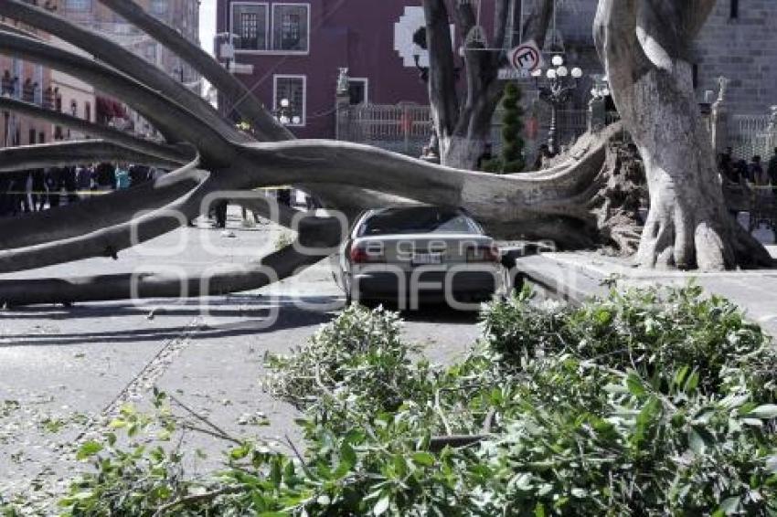 CAE ÁRBOL EN EL ZÓCALO