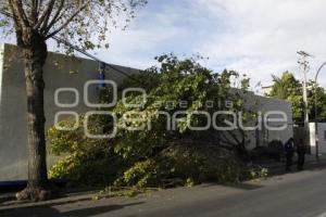 CAE ÁRBOL POR FUERTES VIENTOS