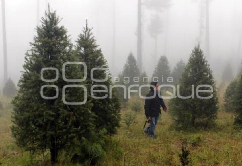 ARBOLES DE NAVIDAD DE CHIGNAHUAPAN