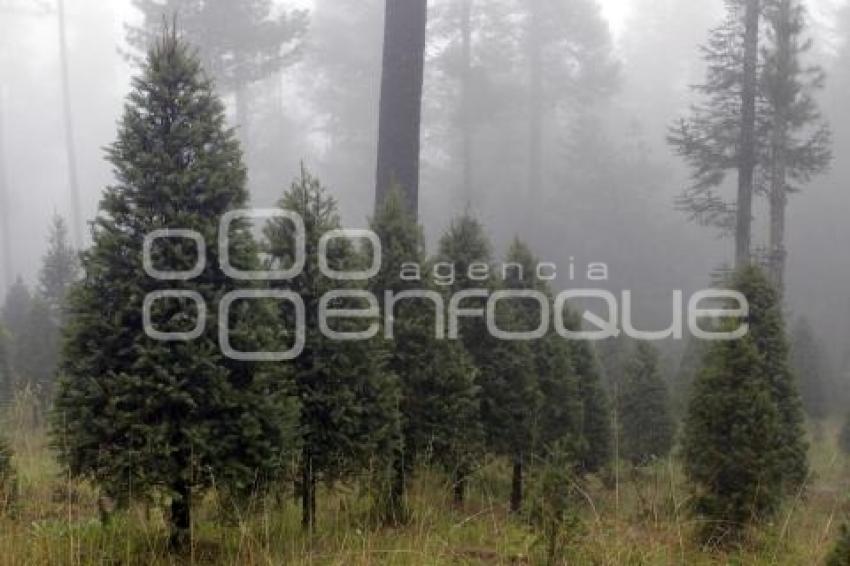 ARBOLES DE NAVIDAD DE CHIGNAHUAPAN