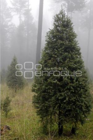 ARBOLES DE NAVIDAD DE CHIGNAHUAPAN