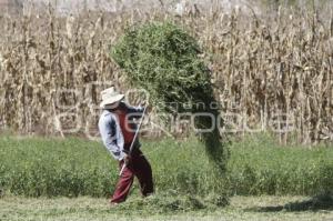 CAMPESINO CHOLULA