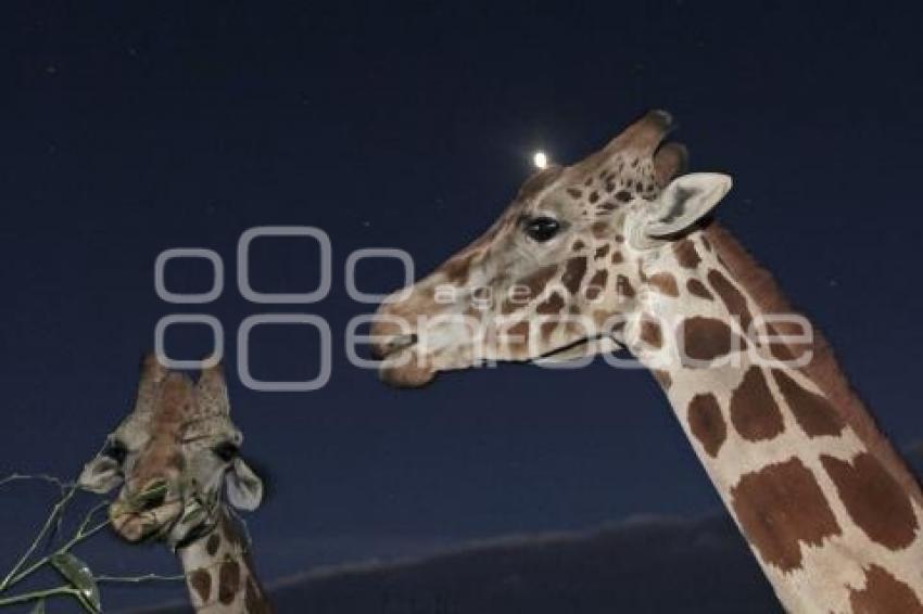 SAFARI NOCTURNO . AFRICAM SAFARI