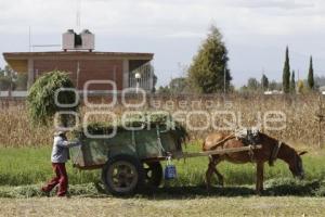 CAMPESINO CHOLULA