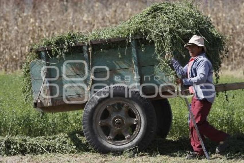 CAMPESINO CHOLULA