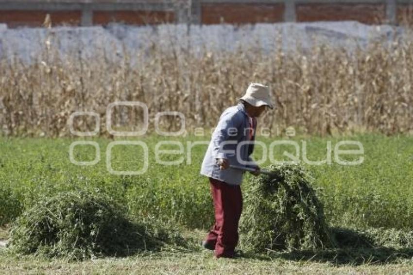 CAMPESINO CHOLULA