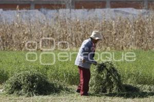 CAMPESINO CHOLULA