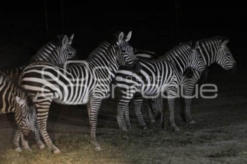 SAFARI NOCTURNO . AFRICAM SAFARI